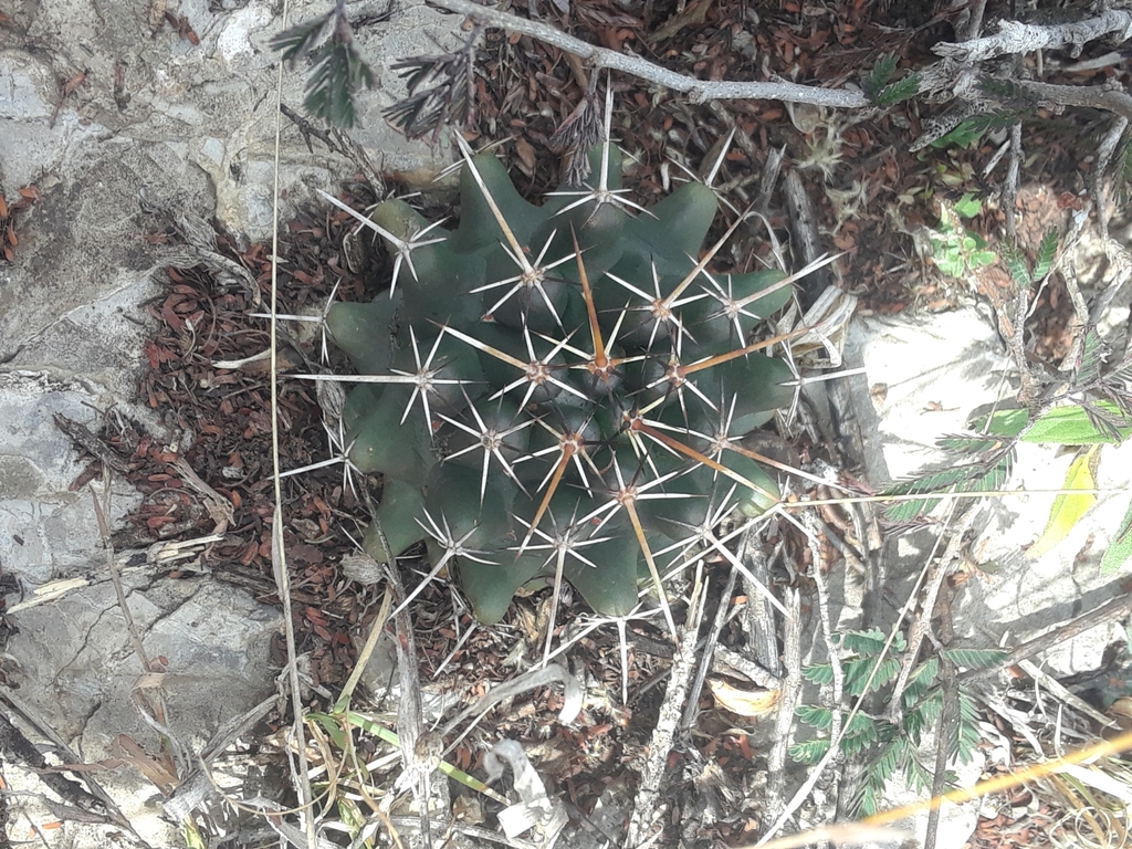 Coryphantha georgii, San Luis Potosí, MX