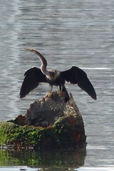 Anhinga anhinga