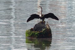 Anhinga anhinga