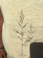Muhlenbergia microsperma