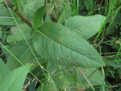 Coleosporium senecionis