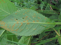 Coleosporium senecionis