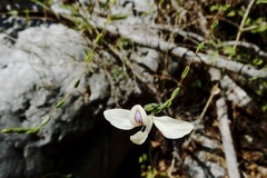 Carlowrightia arizonica