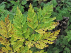 Puccinia aphanicondra