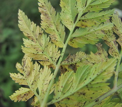 Puccinia aphanicondra