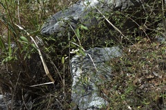 Carlowrightia arizonica