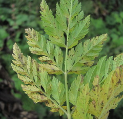Puccinia aphanicondra