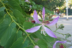 Bauhinia purpurea