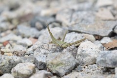 Acrida willemsei