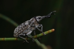Ctenaphides maculatus