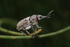 Ctenaphides maculatus
