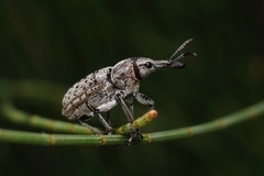 Ctenaphides maculatus