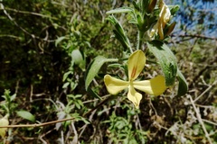 Tetramerium glandulosum