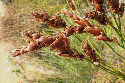 Image of Elegia equisetacea by no rights reserved