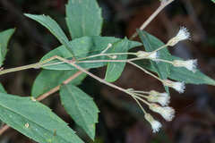 Archibaccharis subsessilis