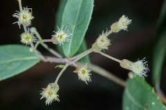 Archibaccharis subsessilis