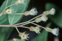 Archibaccharis subsessilis