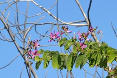 Bauhinia purpurea