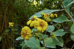 Rumfordia floribunda