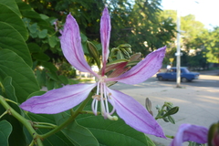 Bauhinia purpurea
