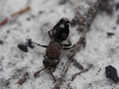 Ephutomorpha pacificatrix