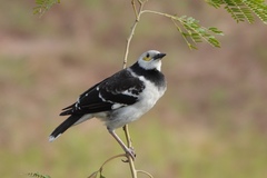 Black-Collared Starling photo 2