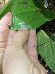 Pristimantis altamnis