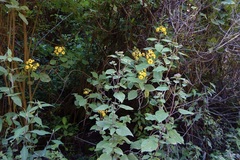 Rumfordia floribunda