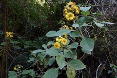 Rumfordia floribunda