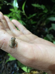 Pristimantis altamnis