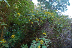 Rumfordia floribunda