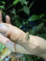 Pristimantis altamnis
