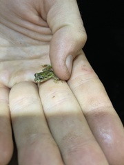 Pristimantis katoptroides