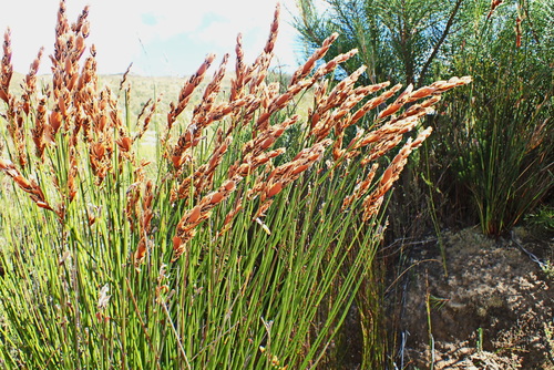 Image of Elegia equisetacea by no rights reserved