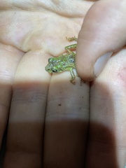 Pristimantis katoptroides