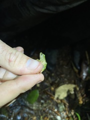 Pristimantis katoptroides