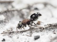 Ephutomorpha pacificatrix