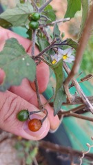 Solanum villosum