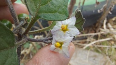 Solanum villosum