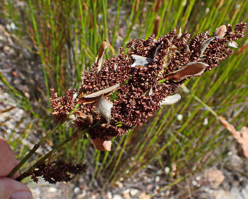 Image of Elegia equisetacea by no rights reserved