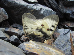 Parnassius nordmanni