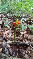 Arum besserianum
