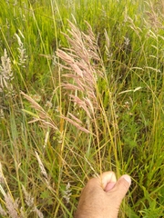Bromus auleticus