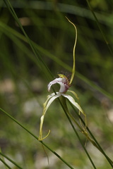 Caladenia serotina