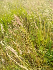 Bromus auleticus