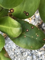 Mycosphaerella scaevolae