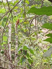 Pachyramphus cinnamomeus