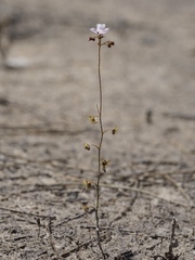 Drosera myriantha
