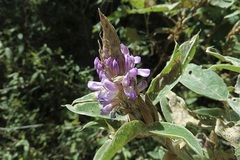 Desmodium aparines