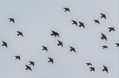 Sturnus vulgaris